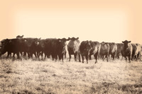 Farm & Livestock